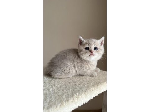 3 aylık erkek british shorthair