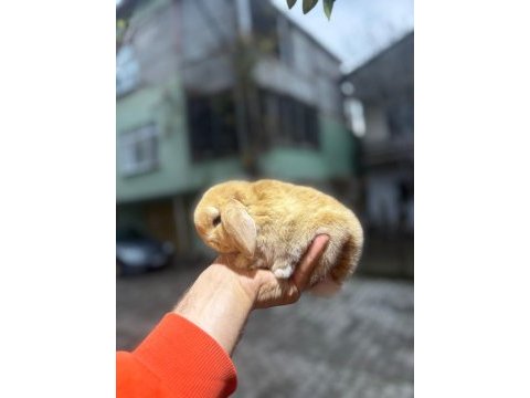Horlan lop tavşanları