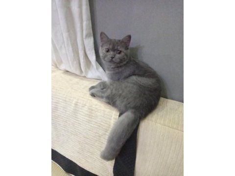 Dişi 4.5 aylık british shorthair
