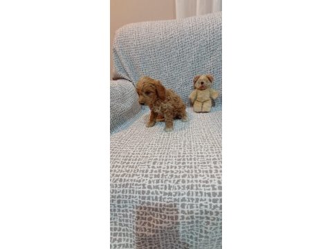 Maltipoo yavrularımız