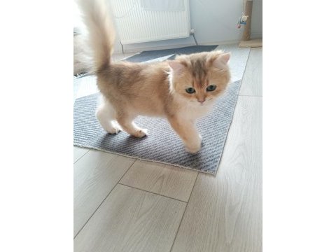 Muhteşem güzellikte golden british longhair