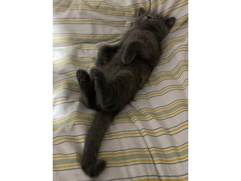 Sevimli yavru kedi safkan british shorthair