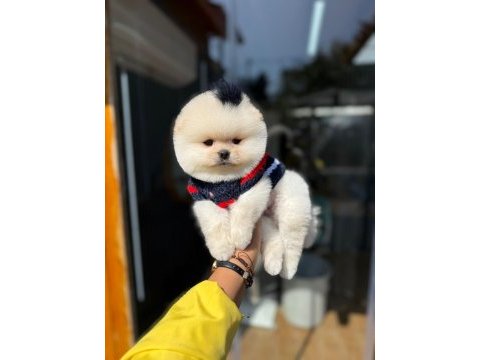 Pomeranian kalitesinin ve farkının farkında olan yavrular