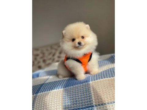 A kalite pomeranian boo köpeği