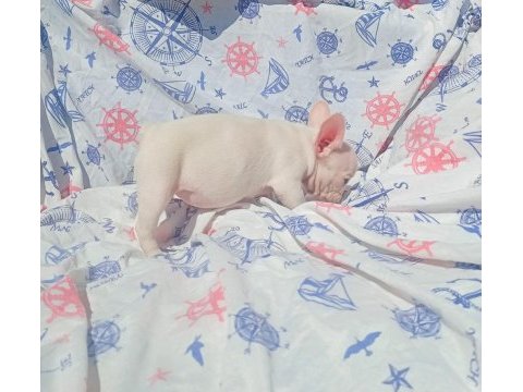 Ankara french bulldog