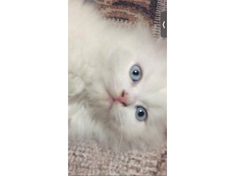 Persian 2 aylık yavru