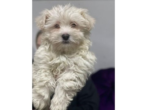 Avrupa girişli yavru köpeklerimiz