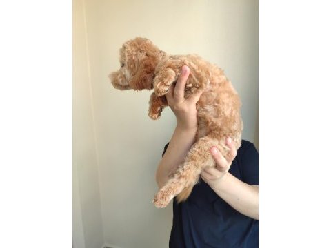 Toy poodle dişi