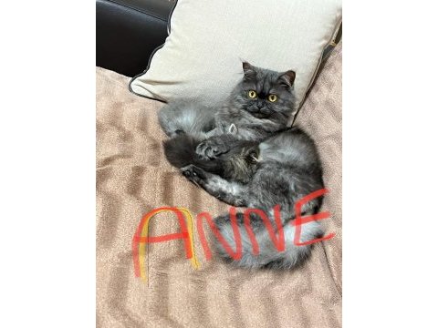 Chinchilla 4 erkek ve 4 dişi