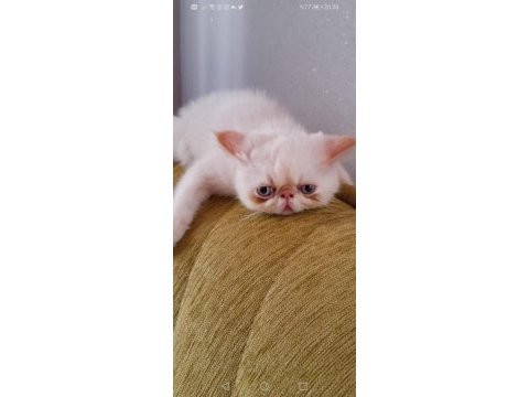 Safkan anne babadan şov kalite exotic shorthair yavrular
