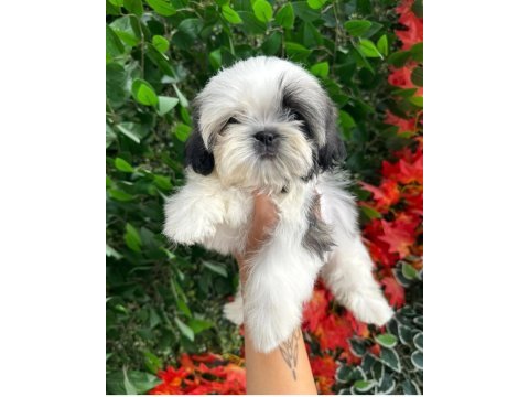 2.5 aylık full secere shih tzu yavruları