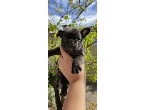 A kalite french bulldog yavrular