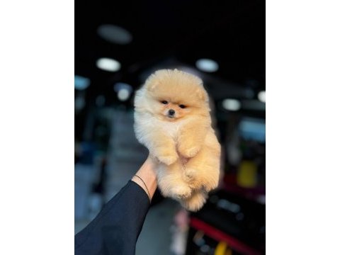 Show kalite ırk ve sağlık garantili pomeranian