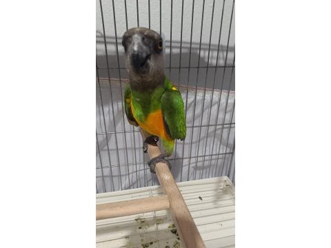 Senegal papağanı 13 aylık