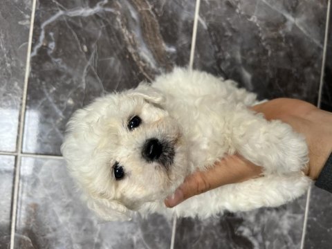 Orjinal bichon frise yavrular