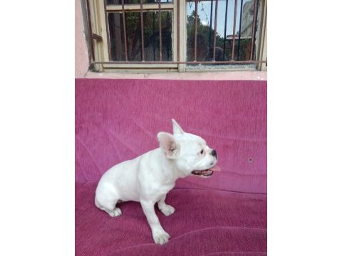 Fransız buldog 2aylik dişi çok akıllı