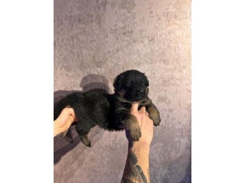 Ruhsatlı çiftlikten a kalite alman çoban köpeği