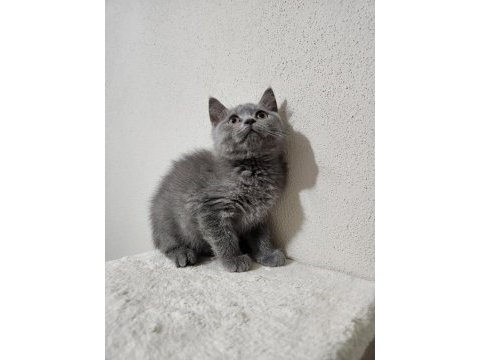 Bayram şekerleri kediler kocaeli darıca