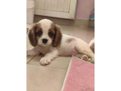 En iyi pedigreye sahip cavalier king charles yavrular