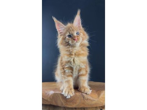Gerçek xxl maine coon muhteşem kırmızı erkek