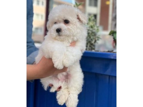 Sevimli maltipoo bebeklerim