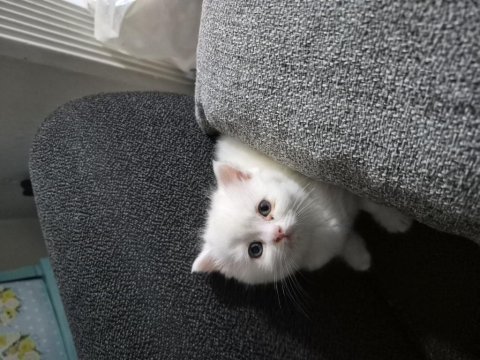 4 erkek 1 dişi britich shorthair yavrularımız
