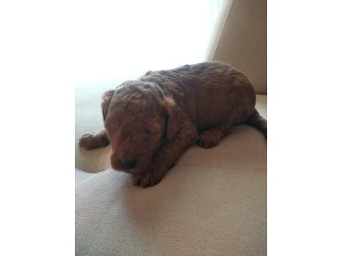 Toy poodle son yavrular