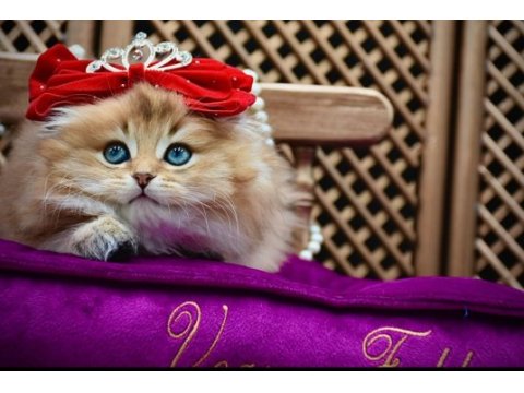 O bir prenses scottish fold