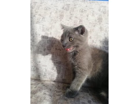 Güzel cins kedi