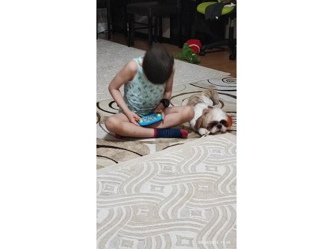 Yurt dışına taşınacağımdan acil shih tzu