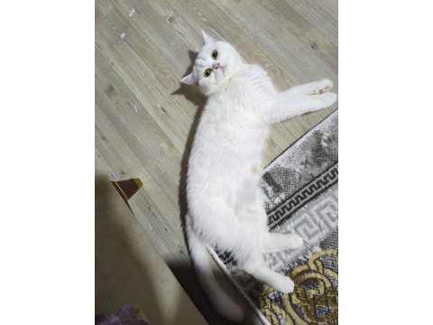 1 yaşında saf dişi iran kedisi