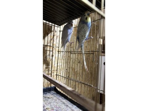 Her bütçeye uygun muhabbet kuşu çiftler