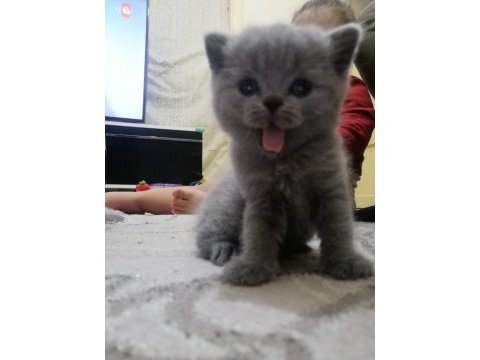 British shorthair scottish fold gri renk yavrular