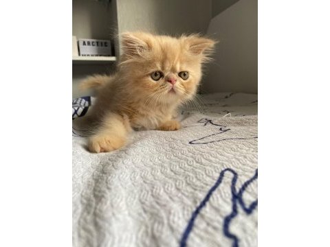 Fıstıklı iran kedisi lokumlar