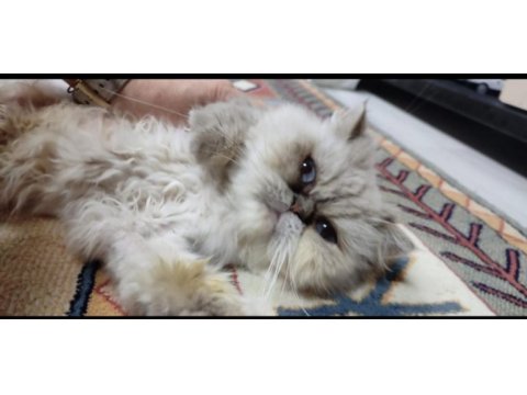 Mama karşılığı ücretsiz sahiplendirme iran kedisi