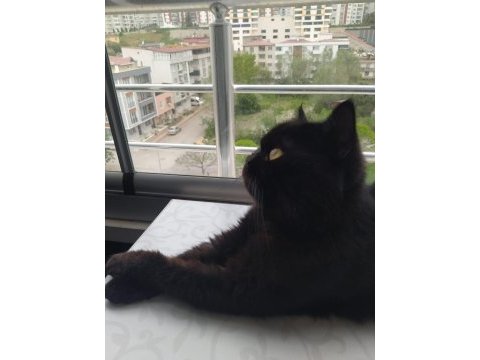 Siyah british shorthair basık yüz