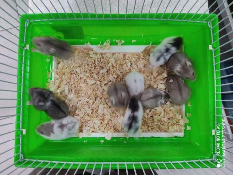 Özel renklerde kıpır kıpır gonzales hamster bebekler