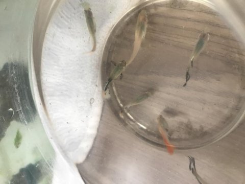 Tetra vatoz lepistes çöpçü balıkları