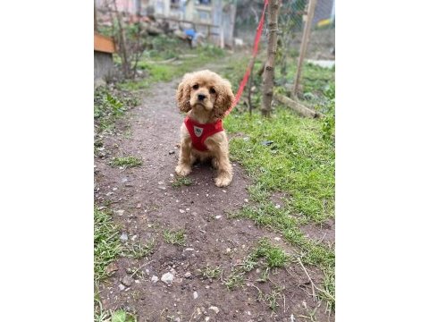 Şampiyon babadan şampiyon olacak cocker evlat