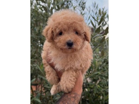 Toy poodle erkek yavrular
