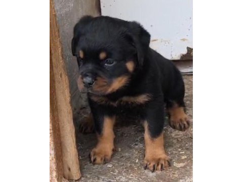 Rottweiler yavrularımız 2 aylık
