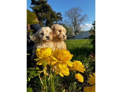 Maltipoo bebekler