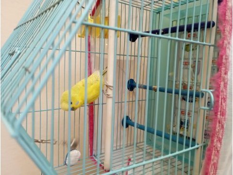 Kafesiyle bir sahiplendirilecek erkek genç muhabbet kuşu