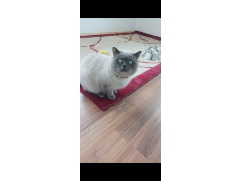 Scottish fold ve british shorthair yavrular