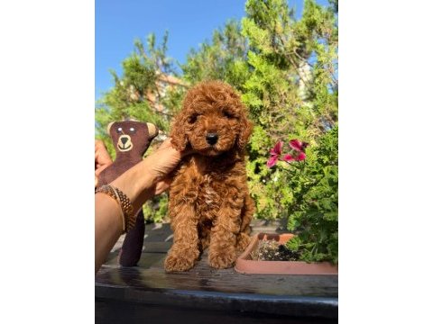Toy poodle ırk ve sağlık garantili