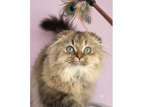 Scottish fold highland golden dişi