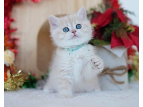 Güneş sarısı ay golden british shorthair 