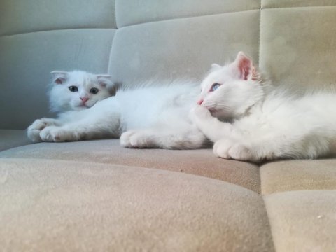Ailenizin yeni üyesi van kedi yavruları
