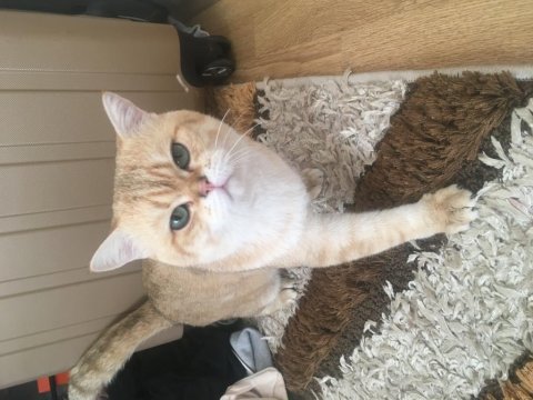 British shorthair 14 aylık kedimiz