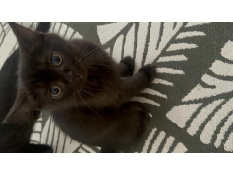 Minik yavrularımız scottish fold